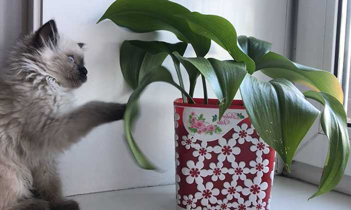 Какие растения опасны для кошек
