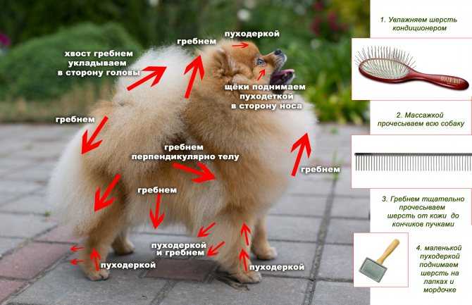 Все самые интересные факты о собаках породы Померанский Шпиц в этой статье