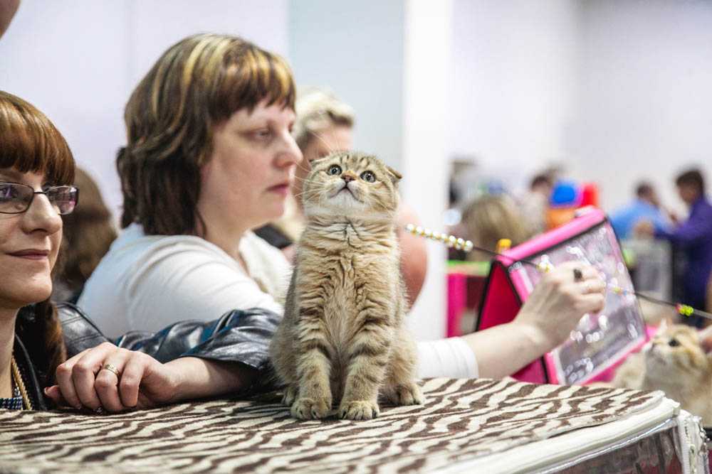 Выставки кошек клуба любителей кошек 'москва':  кошки и котята разных пород, продажа котят