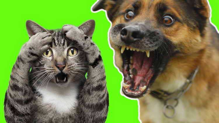 7 основных причин, почему собаки не любят кошек (видео)
