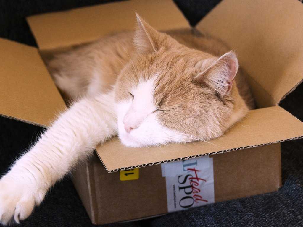 Почему кошки любят коробки и пакеты?