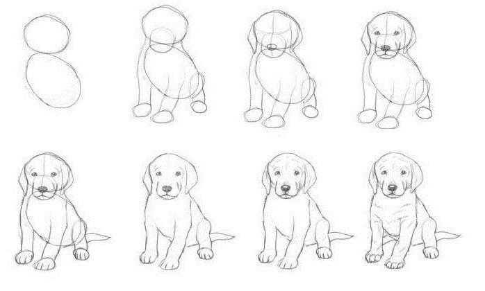 Как просто нарисовать собаку