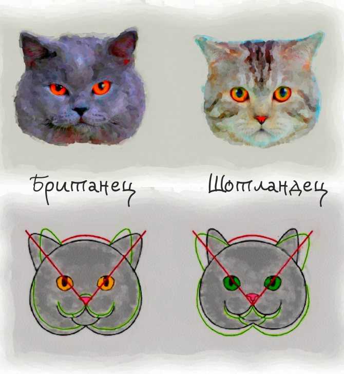 Кошки с приплюснутой мордой: описание пород котов с большими глазами и плоской мордой