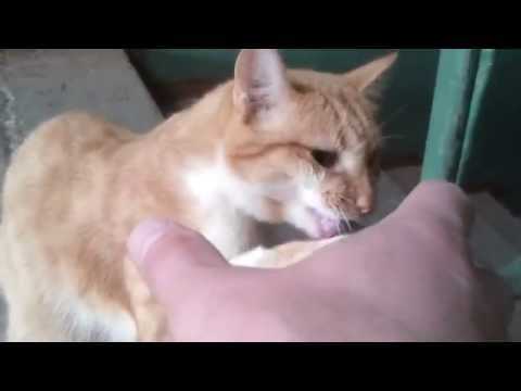 Почему кусаются кошки