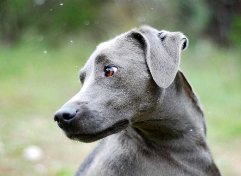 Блю-лейси — порода собак. »  породы собак