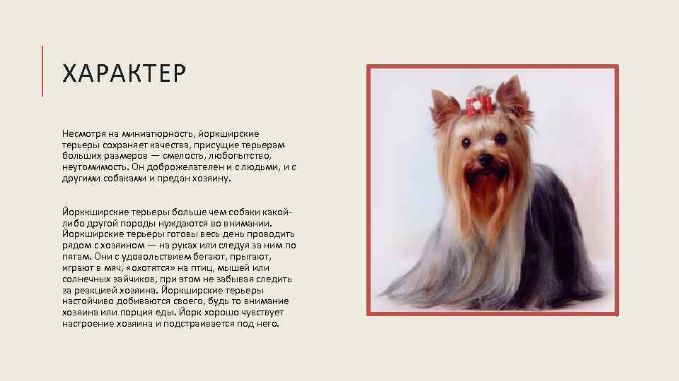 Силки-терьер все о породе собаки: описание, фото, характер, правила ухода и содержания