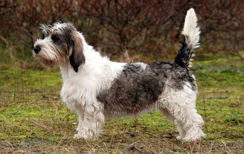 Малые бельгийские собаки: описание пород, различий, характера