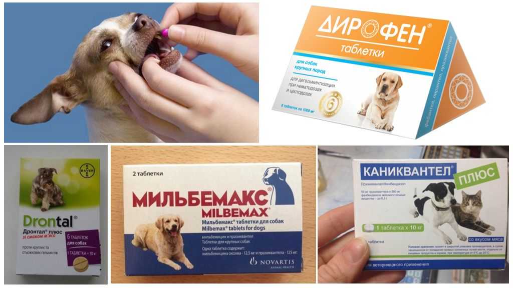 10 препаратов от глистов (антигельминтных) для собак: таблетки, капли, уколы