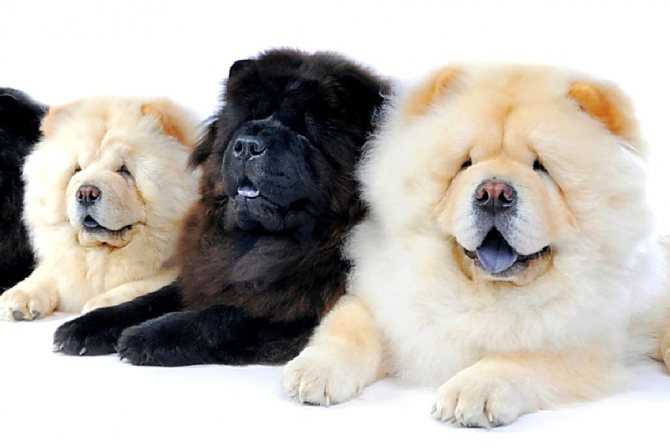 Породы собак с синим языком фотографиями