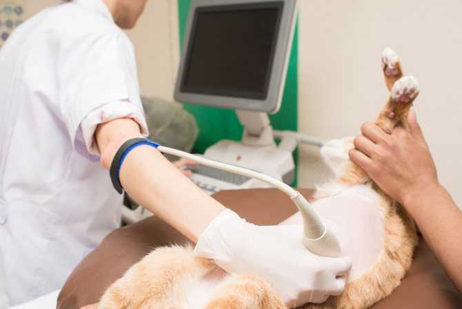 Ультразвуковая диагностика нормы и патологии брюшной системы мелких животных