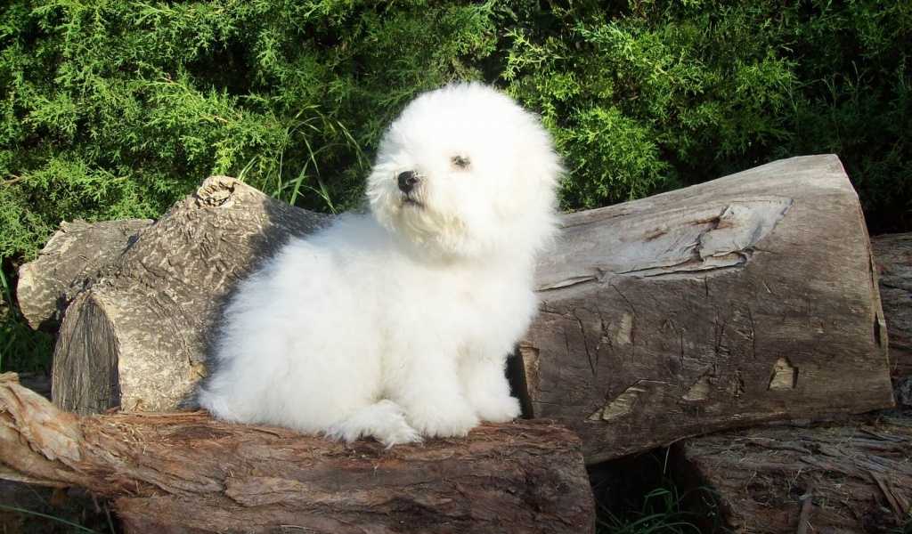 Большая белая собака: название породы