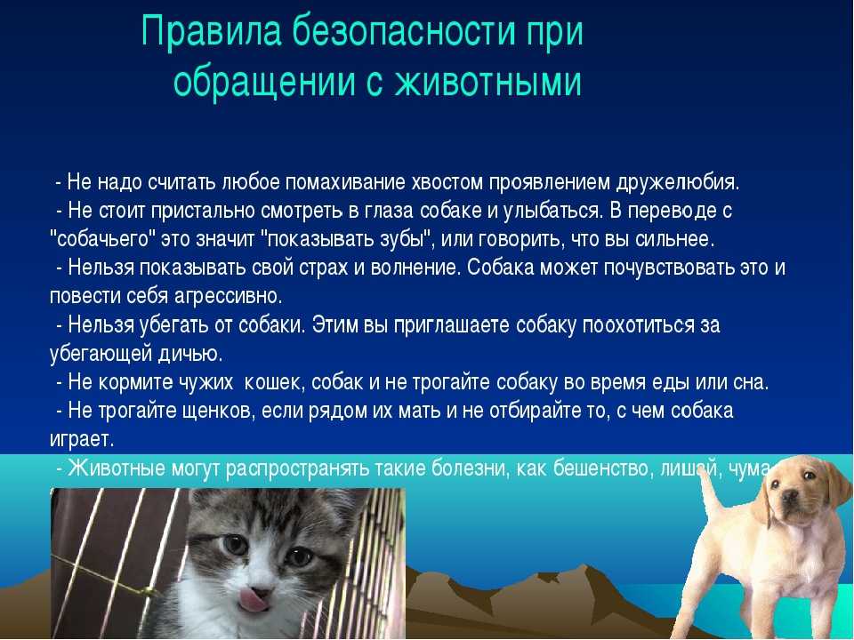 Кот на даче 🏡: что нужно знать хозяину перед поездкой
