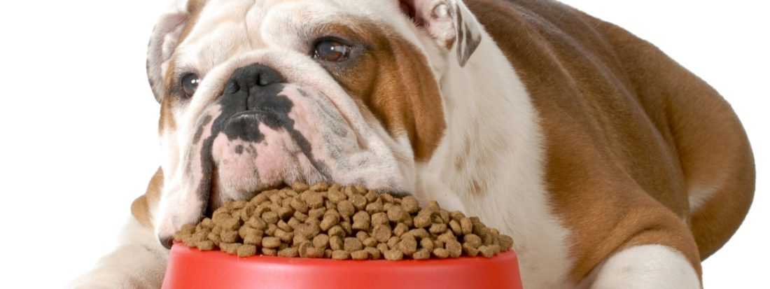Что делать, если собака плохо ест