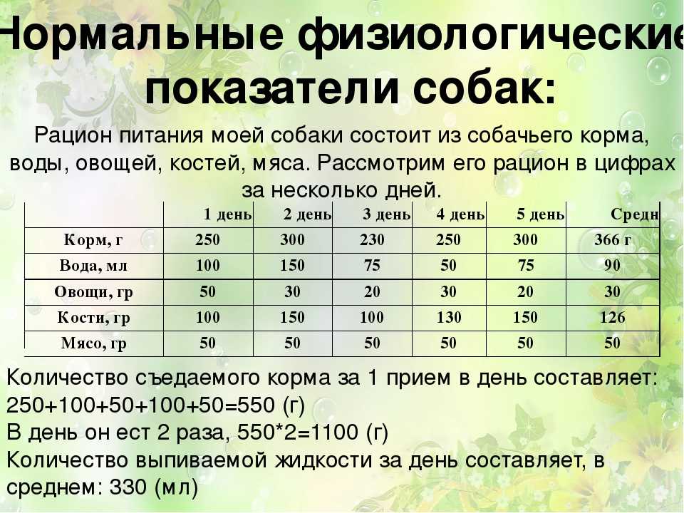 Чем кормить собак возрастом от 1-6 лет, мелких, средних и крупных пород | sobakagav.ru