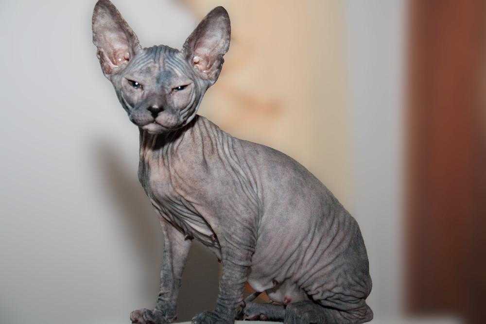 Кошки породы сфинкс с шерстью: бывают ли, как они называются и почему так происходит?