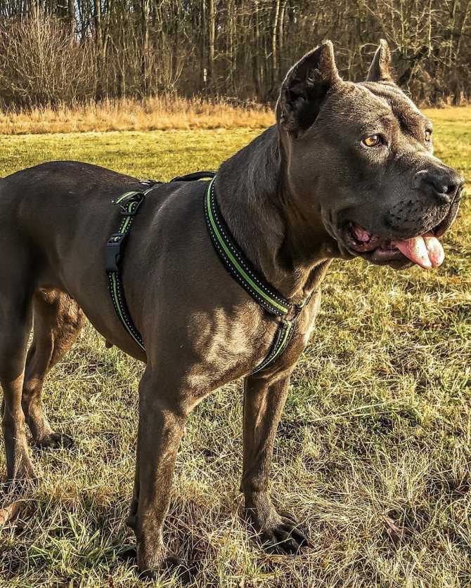 Бойцовские породы собак: фотографии, список, названия и характеристики крупных и малых псов бойцовых пород