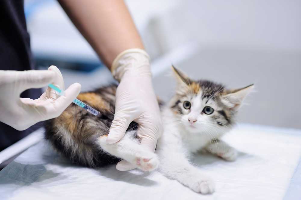 Можно ли заразиться коронавирусом от собаки, кошки или других домашних животных? — шаг за шагом