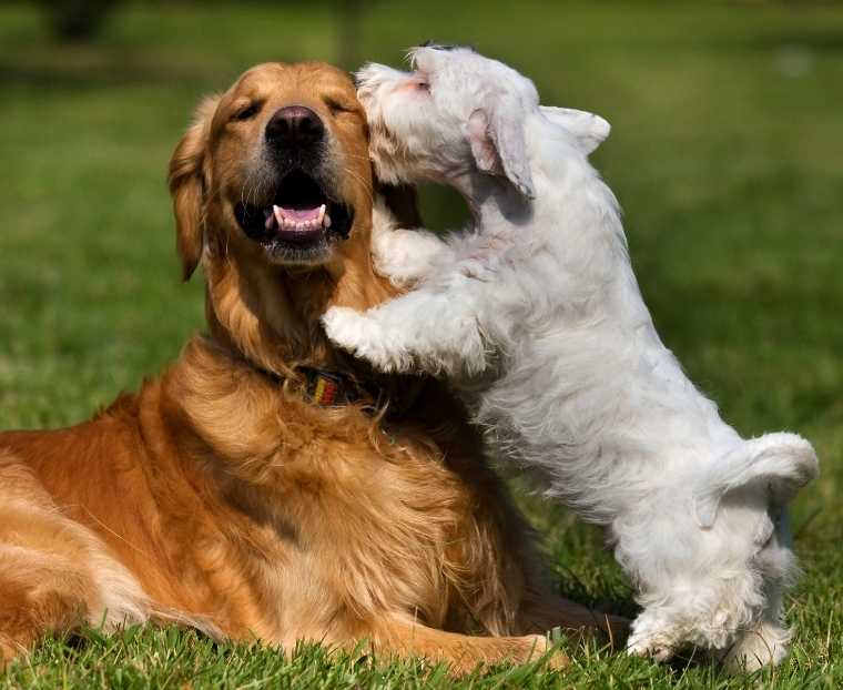 Встречаются две собаки. Встреча собак. Собаки общаются. Инстинкты собак. Собаки встреча обнюхивание.