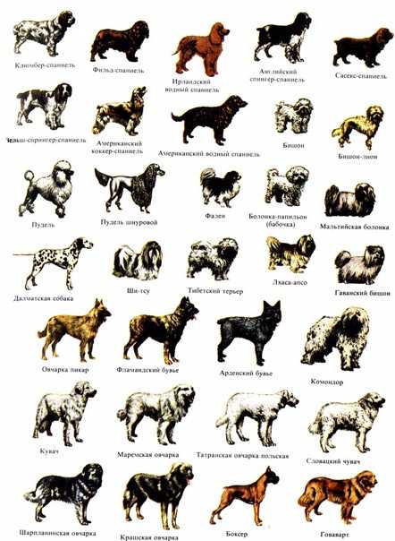 Черты и особенности характеров собак — для семи классов пород