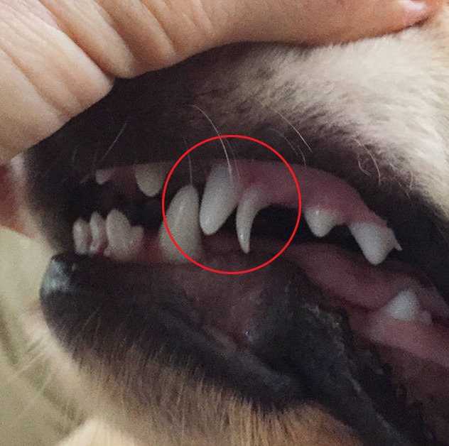 Как по зубам определить возраст собаки