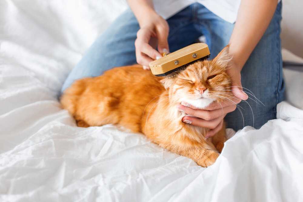 Как мыть кошку или кота в домашних условиях, как часто надо их купать, если они не выходят на улицу? - kotiko.ru