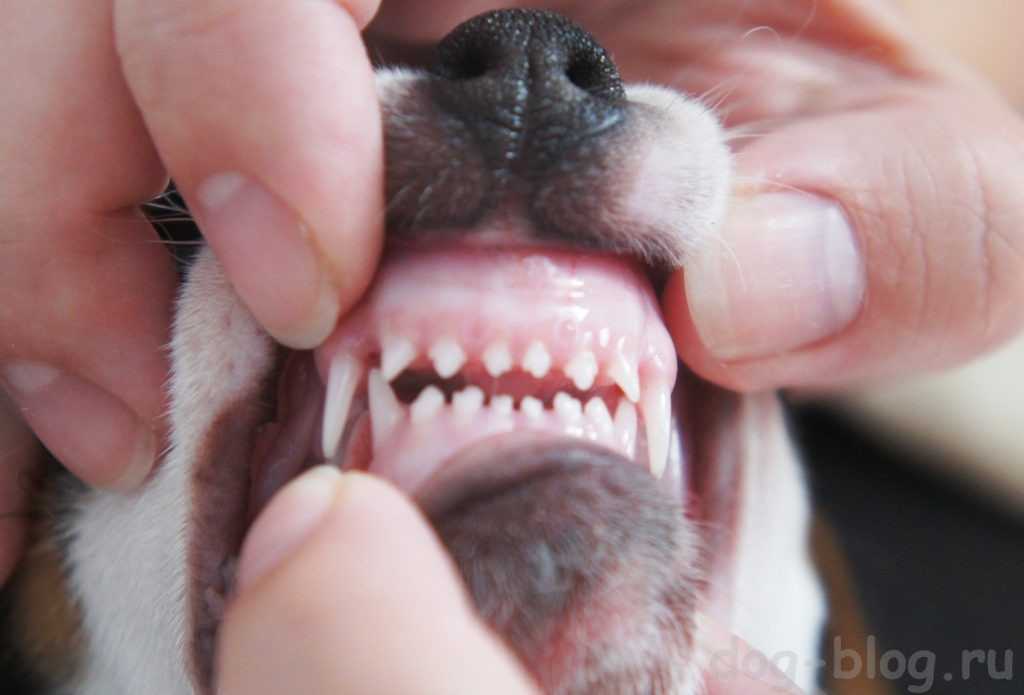 Сколько зубов у взрослого человека? – новости и статьи refformat