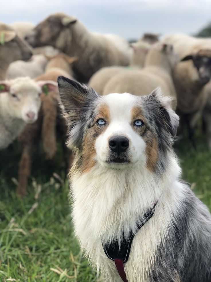 Пастушьи собаки (44 фото): популярные породы с названиями, шотландские и азорские собаки-пастухи, турецкие пастушьи овчарки и другие разновидности