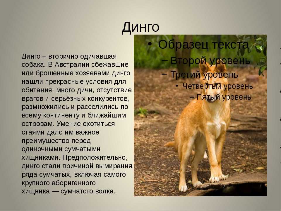 Собака динго. описание и образ жизни динго