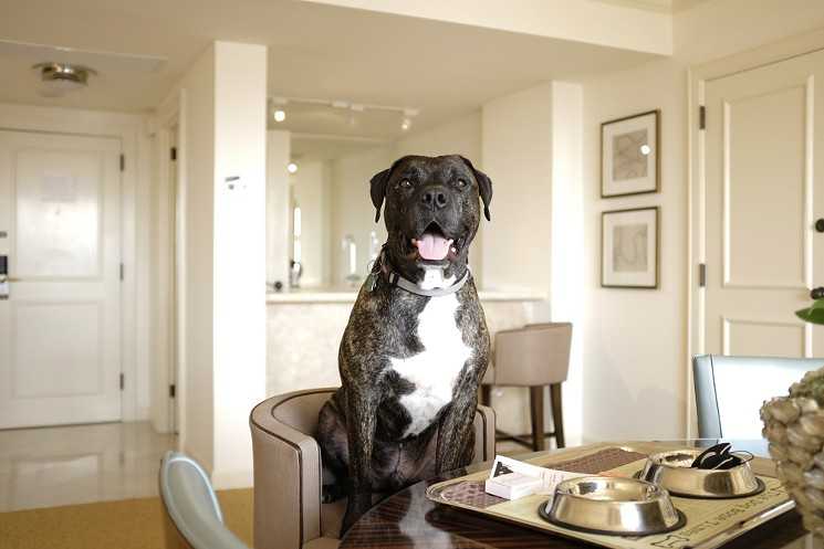 Топ-24 лучших собак для квартиры всех размеров