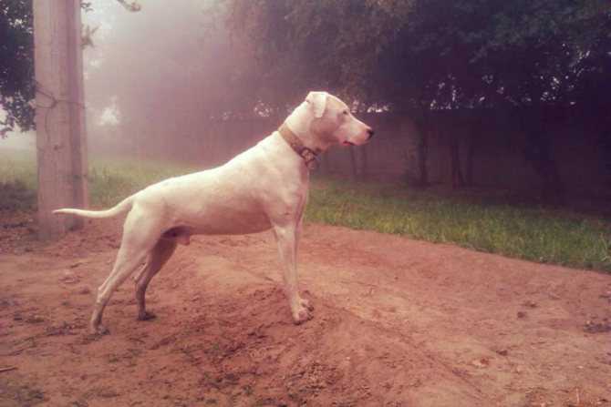 Порода собак гуль донг * пакистанский бульдог - характеристика и описание