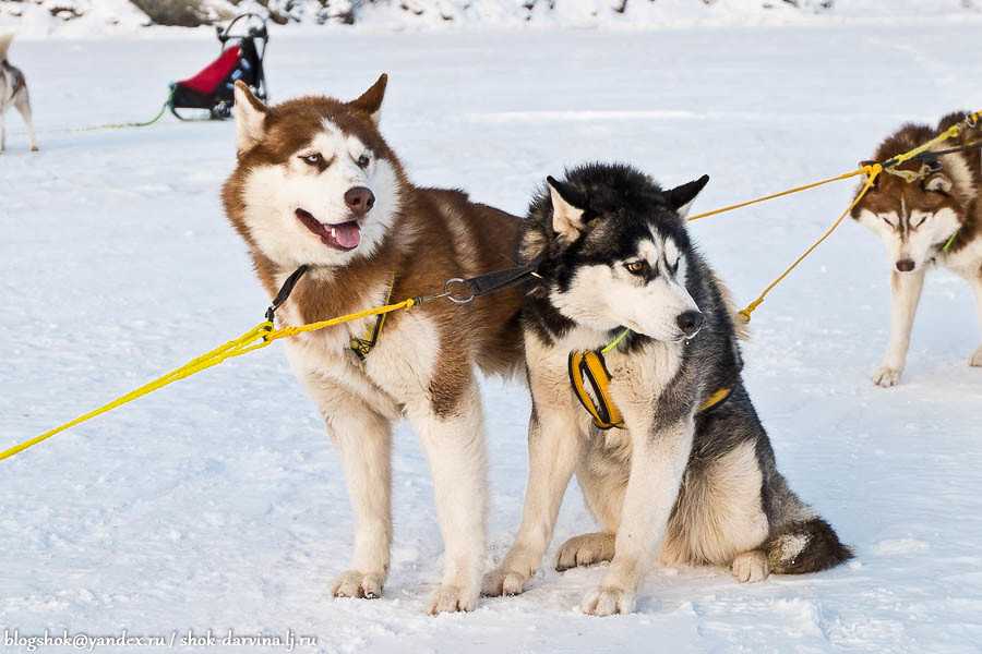 Характеристика собак породы аляскинский кли кай с отзывами и фото