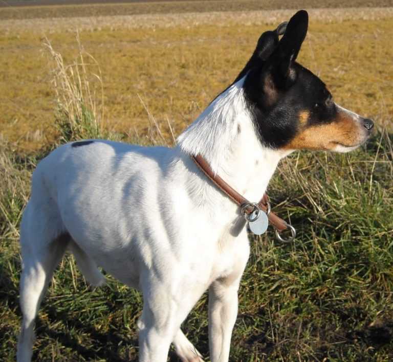 Вест-хайленд-уайт-терьер: все о собаке, фото, описание породы, характер, цена