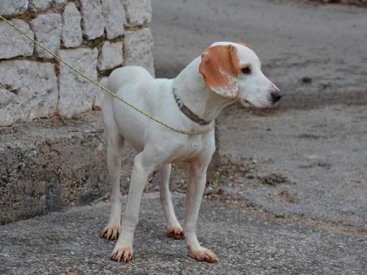 Собака шиллера. гончая шиллера (шиллерстёваре): описание породы, характер, фото