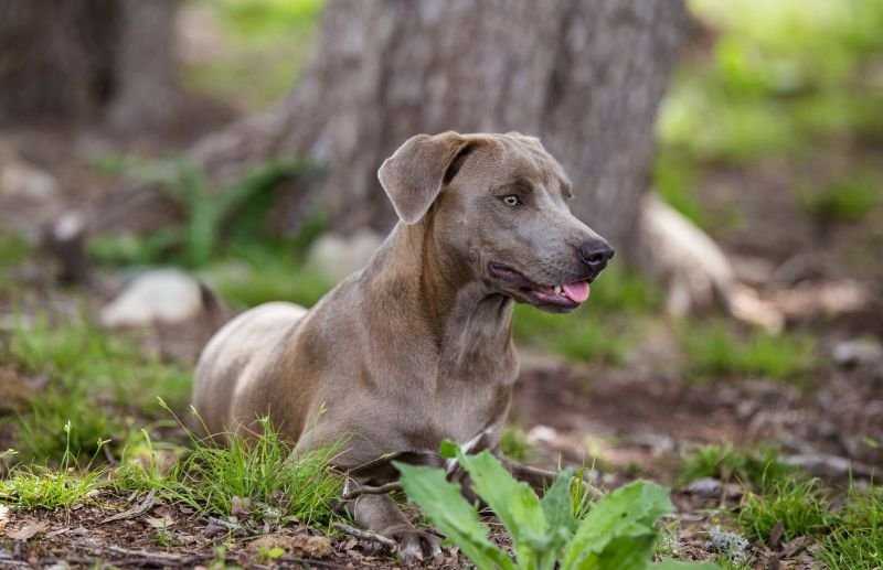Блю лейси - описание породы собак, фото, где купить щенка