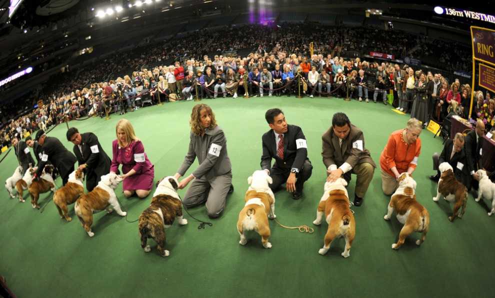 ⓘ world dog show - крупнейшая выставка собак, которая проводится один раз в год в одной из стран - членов международной кинологической федерации и завершается фин ..