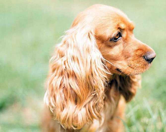 Американский кокер спаниель - 130 фото породы и основные характеристики собаки