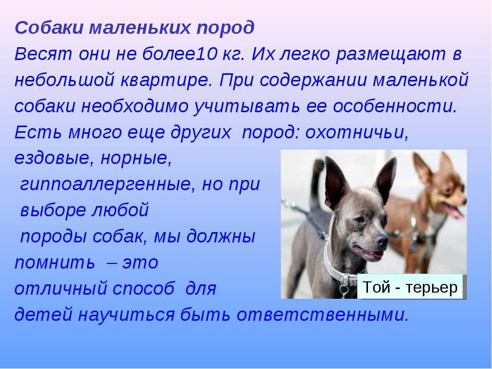 Описание собаки 5 класс русский язык. Рассказ о собаке. Небольшой рассказ о собаке. Текст про собаку. Рассказ описание про собаку.