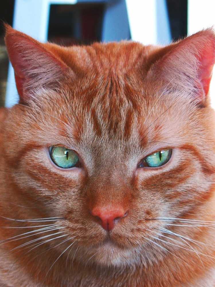 Типы рыжих кошек. Рыжая кошка. Кошка рыжего цвета. Рыжий кот с зелеными глазами. Рыжая кошка с зелеными глазами.