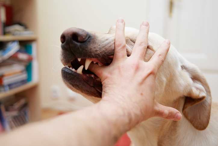 Как отучить собаку кусаться. почему щенок кусает хозяина