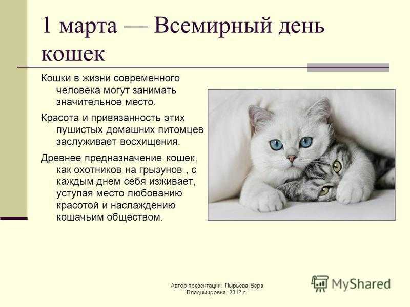 День кошек цель. День кошек презентация. Всемирный день кошек.
