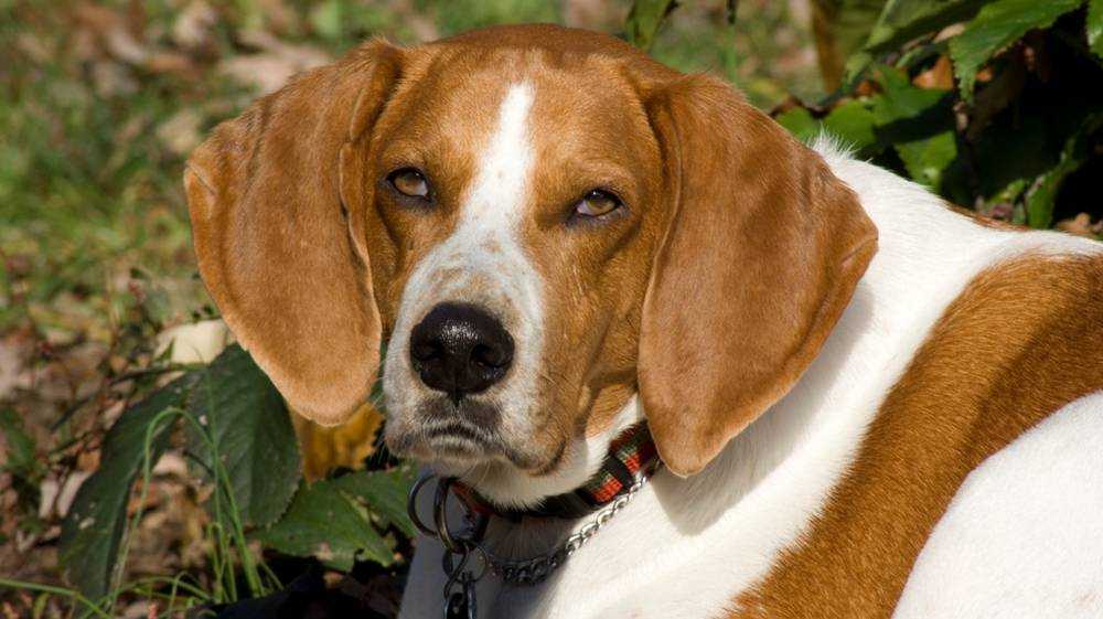 Английский фоксхаунд (английская лисья гончая):обзор породы собак с фото