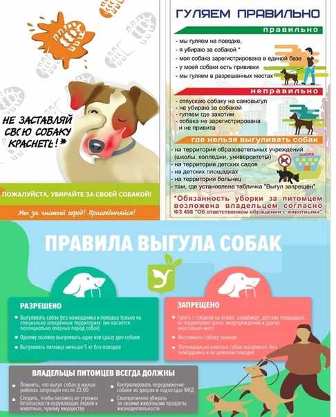 Новые правила содержания домашних животных в россии и наказания для хозяев