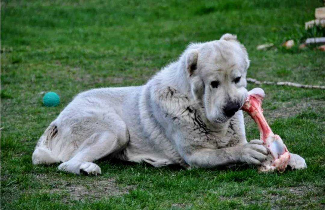 ᐉ самая злая собака в мире - фото и описание - zoovet24.ru