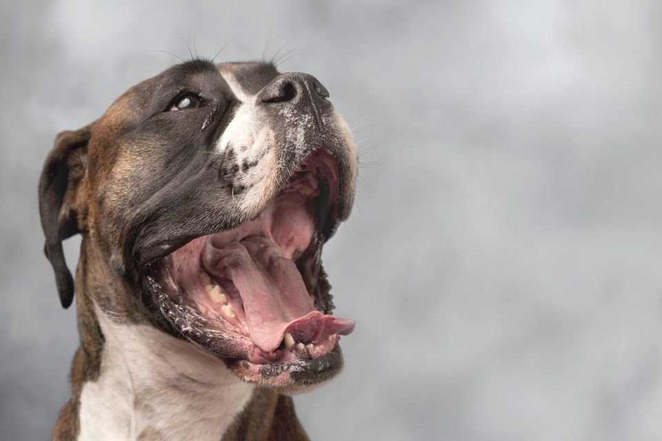 Почему собака в жару высовывает язык – естественное явление или признаки недуга