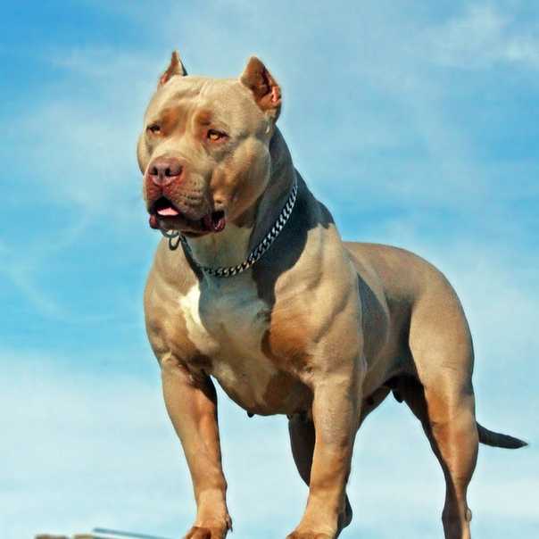 Лучшие бойцовские собаки: описание и виды, список и название пород, фото
