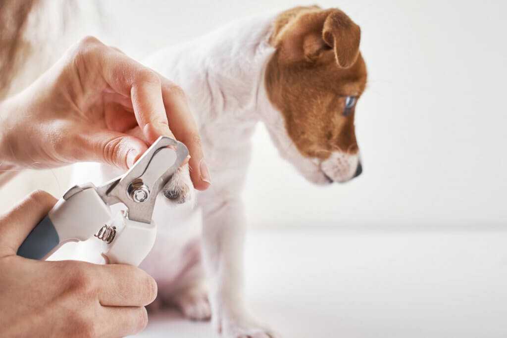 Как подстричь когти собаке: советы и эффективные методы