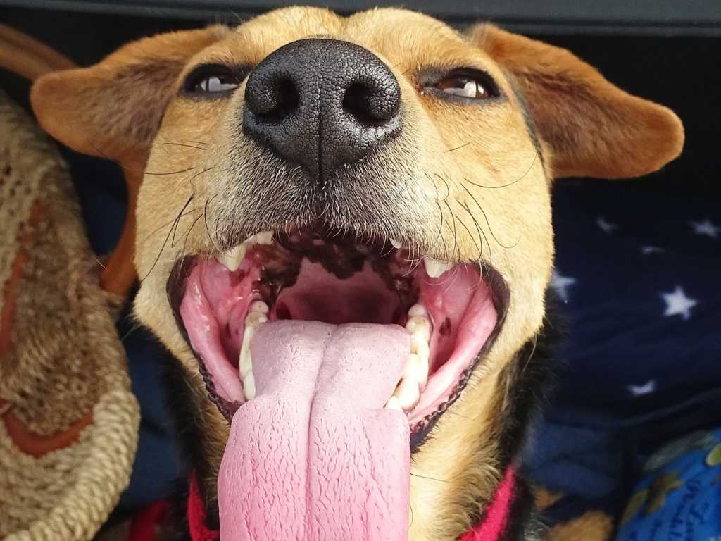 Почему собаки постоянно высовывают язык? как помочь собаке в жару: советы и рекомендации опытных владельцев.