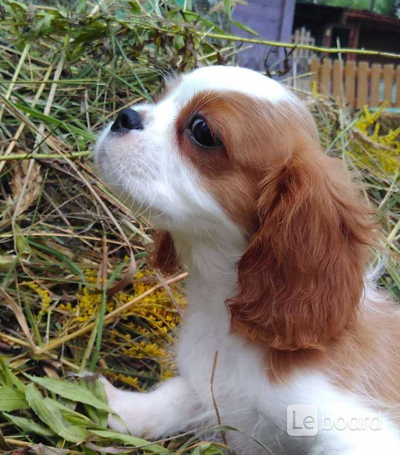 Описание породы собак кавалер-кинг-чарльз-спаниель с отзывами и фото