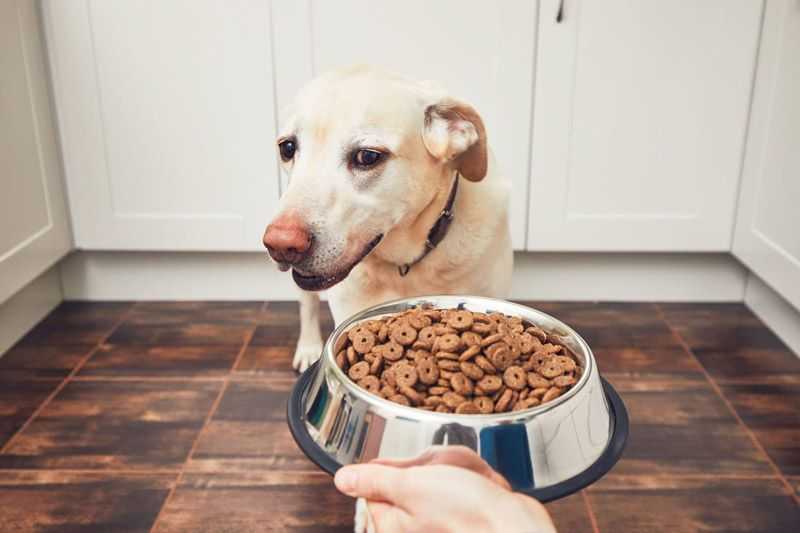 Чем кормить собаку если она отказывается от сухого корма