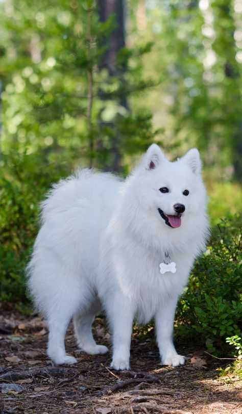 Американский шпиц (американская эскимосская собака): описаниие породы